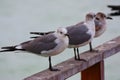 Sea gull bird on the beach of tulum quintana roo, mexico II Royalty Free Stock Photo