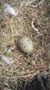 Sea gull bird egg nest Royalty Free Stock Photo