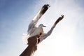 Sea Gull Bird Flying Above Hand Feeding With Blue Sky White Cloud Background