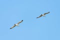 Sea gull bird flying view from below, on clear blue sky Royalty Free Stock Photo