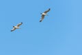 Sea gull bird flying view from below, on clear blue sky Royalty Free Stock Photo