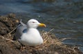 Sea-gull bird in the nest Royalty Free Stock Photo