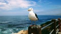 Sea gull bird perched on wood fence post looking over rock cliffs and crashing waves in blue ocean. Royalty Free Stock Photo