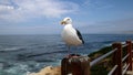 Sea gull bird perched on wood fence post over scenic view of rock cliffs, beach and blue ocean waves.