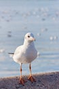 Sea gull bird perching on bridge Royalty Free Stock Photo