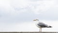 Sea gull bird postcard background