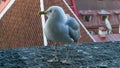 Sea gull bird postcard background