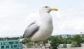 Sea gull bird postcard background