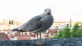 Sea gull bird postcard details shot