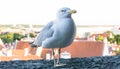 Sea gull bird postcard details shot