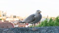 Sea gull bird postcard eye