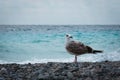 Sea gull bird in profile on a coast against blue water on the wind, silver seagull posing on a rocks on the beach.