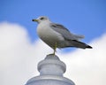 Sea Gull bird Royalty Free Stock Photo