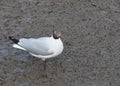 Sea gull birds ,brown headed gull in breeding plumage form stand