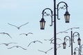 Sea gull birds under blue sky with street lamp