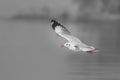 Sea Gull in black and white in mid flight Royalty Free Stock Photo