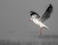 Sea Gull in black and white in mid flight Royalty Free Stock Photo