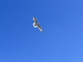 Sea gull in blue sky Royalty Free Stock Photo