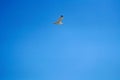 Sea gull in the blue sky Royalty Free Stock Photo