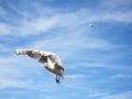 Sea gull in blue sky. Wild seagull bird flies. Blue sky Royalty Free Stock Photo