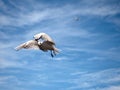 Sea gull in blue sky. Wild seagull bird flies. Blue sky Royalty Free Stock Photo