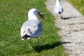 Sea gull is carrying a catched fish from a lake Royalty Free Stock Photo