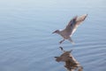 Sea gull close to the water surface Royalty Free Stock Photo