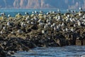 Sea Gull communicate in a flock on the rocks in Pacific Ocean.