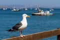 Sea gull at the dock Royalty Free Stock Photo