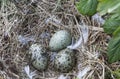 Sea gull eggs in a nest on an island in the White sea Royalty Free Stock Photo