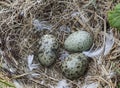 Sea gull eggs in a nest on an island in the White sea Royalty Free Stock Photo