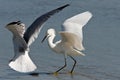 Sea Gull and Egret Fight Over Fish Dinner Royalty Free Stock Photo