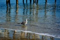 Sea Gull enjoying the Ripples