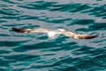 Flying Sea gull, European herring gull, seagull, Larus argentatus