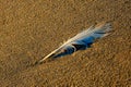 Sea Gull feather on beach Royalty Free Stock Photo
