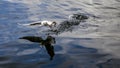 Sea gull fishing Royalty Free Stock Photo