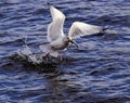 Sea gull fishing Royalty Free Stock Photo