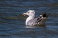 Sea Gull fishing in the water. Larus argentatus in the water Royalty Free Stock Photo