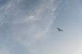 Sea gull flies against the background of the blue sky and clouds. Royalty Free Stock Photo