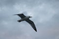 A sea gull flies against a clear blue sky Royalty Free Stock Photo