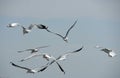 Seagulls in action flying on the blue sky.