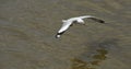 Seagulls in action flying on the blue sky.