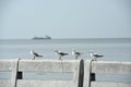 Seagulls in action flying on the blue sky.