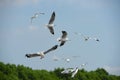 Seagulls in action flying on the blue sky.