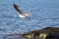 A sea gull flies over the Black sea Royalty Free Stock Photo