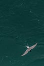 A sea gull flies over the swirling waters of the Atlantic ocean, top view, minimalism. Royalty Free Stock Photo