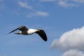 A sea gull flies Royalty Free Stock Photo