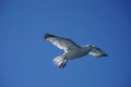 Sea gull on background of blue sky. Royalty Free Stock Photo