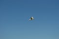 Sea gull in flight against the blue sky Royalty Free Stock Photo