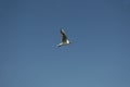 Sea gull in flight against the blue sky Royalty Free Stock Photo